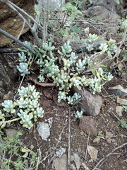 Sedum allantoides