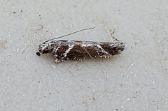 Gnorimoschema compsomorpha