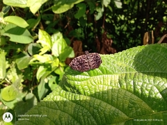 Cycloglypha thrasibulus thrasibulus