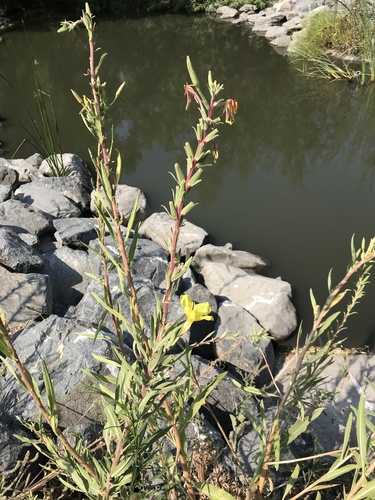 iNaturalist observation photo of tall evening primrose