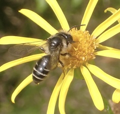 Andrena denticulata
