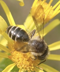 Andrena denticulata
