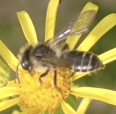 Andrena denticulata