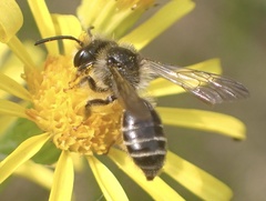 Andrena denticulata