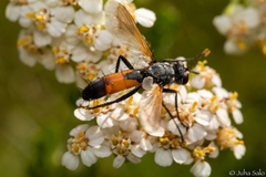 Cylindromyia brassicaria