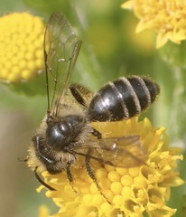 Andrena denticulata