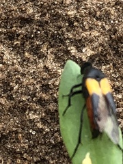 Macrosiagon flavipennis