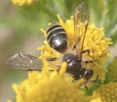 Andrena denticulata