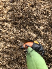 Macrosiagon flavipennis