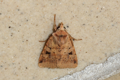 Diarsia esurialis