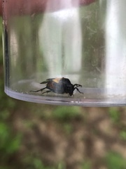 Macrosiagon flavipennis