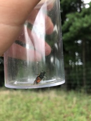 Macrosiagon flavipennis