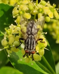 Sarcophagidae