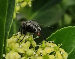 Sarcophagidae