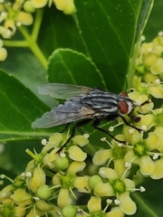 Sarcophagidae