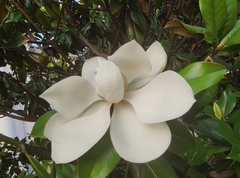 Magnolia grandiflora