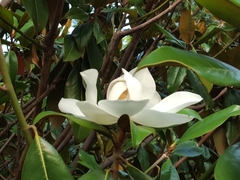 Magnolia grandiflora