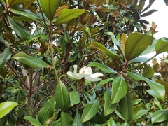 Magnolia grandiflora