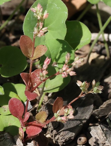 photo of Fourleaf Manyseed (Polycarpon tetraphyllum)