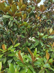 Magnolia grandiflora