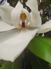 Magnolia grandiflora