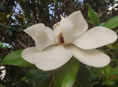 Magnolia grandiflora