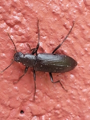 Stenochiini