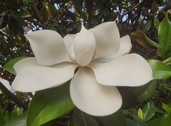 Magnolia grandiflora