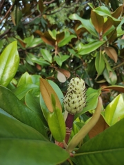 Magnolia grandiflora
