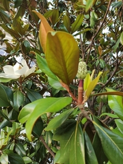 Magnolia grandiflora
