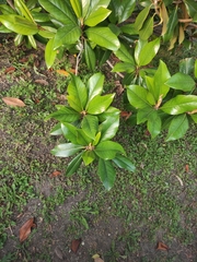 Magnolia grandiflora