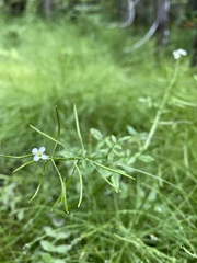 Nasturtium microphyllum