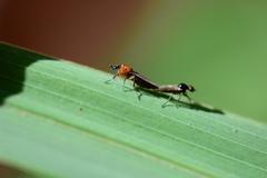 Dilophus tibialis breviceps