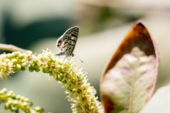 Leptotes cassius cassidula