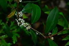 Myrsine stolonifera