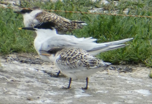 Charrán patinegro (Thalasseus sandvicensis)