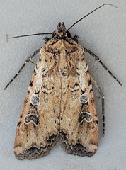 Euxoa ochrogaster