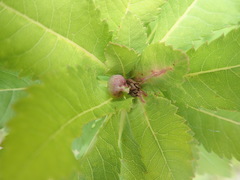 Dasineura salicifoliae