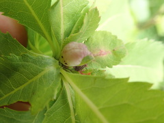 Dasineura salicifoliae