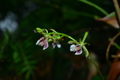 Collabium formosanum