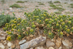 Chrysothamnus viscidiflorus viscidiflorus