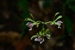 Collabium formosanum