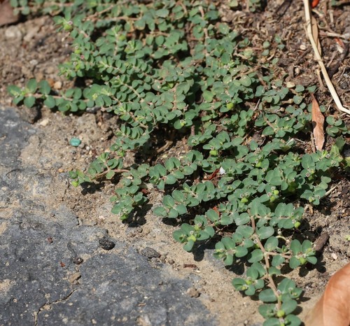 photo of Matted Sandmat (Euphorbia serpens)