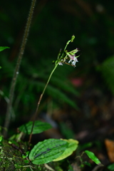 Collabium formosanum