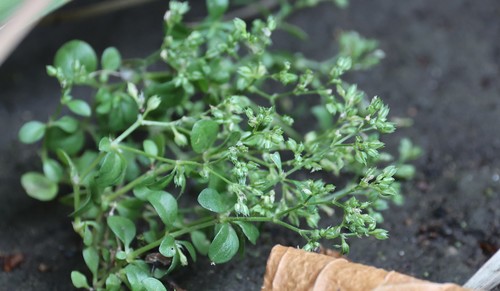 photo of Fourleaf Manyseed (Polycarpon tetraphyllum)