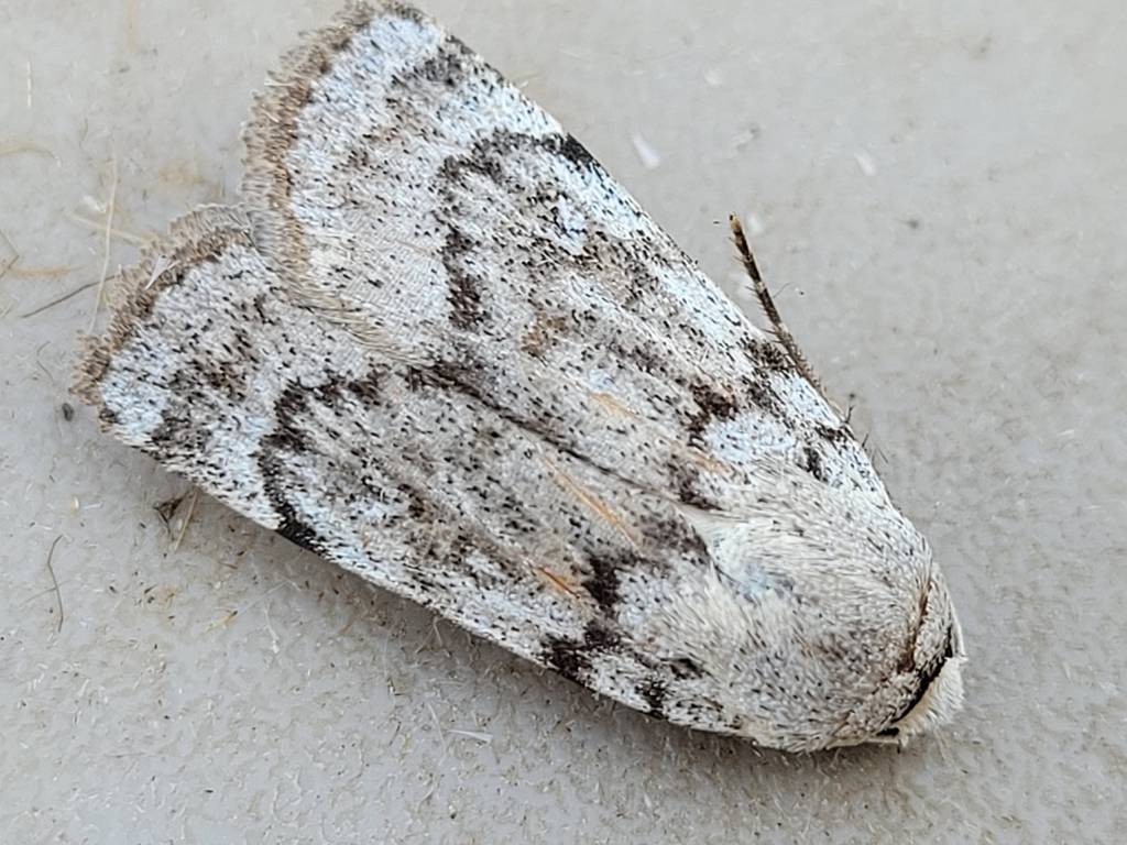 Black-girdled Dart