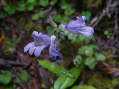 Penstemon rattanii