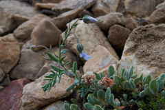 Linum lewisii alpicola