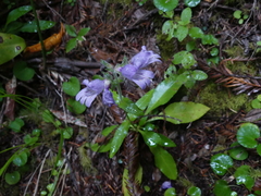Penstemon rattanii