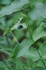 Chrysochus asclepiadeus